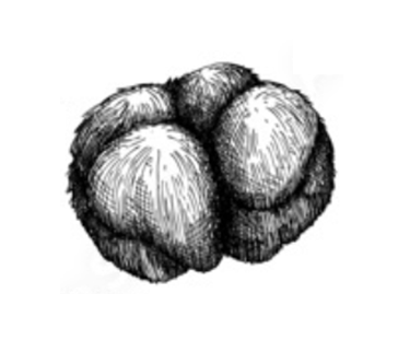 Neurotrophic Factors