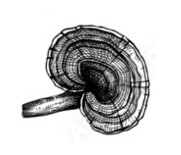 Adaptogenic Properties