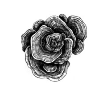 Anti-Inflammatory Effects